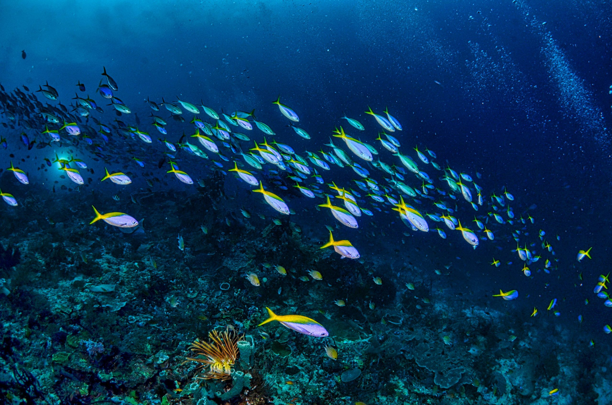 Photo by Tom Fisk: https://www.pexels.com/photo/a-school-of-yellow-tail-fish-near-coral-reefs-4610210/